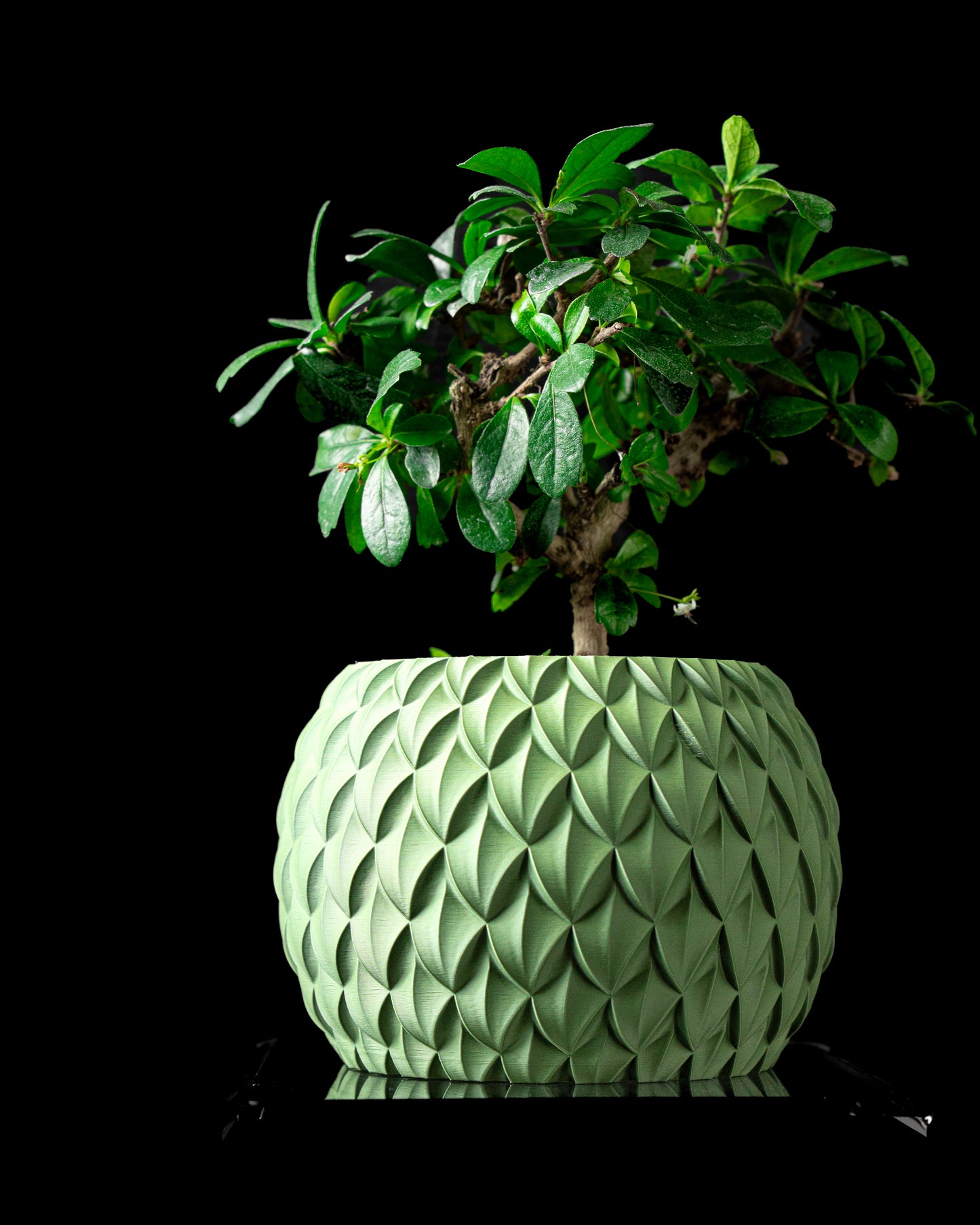 Ghiveci Decorativ Scale ArtVeris Inaltime 12cm